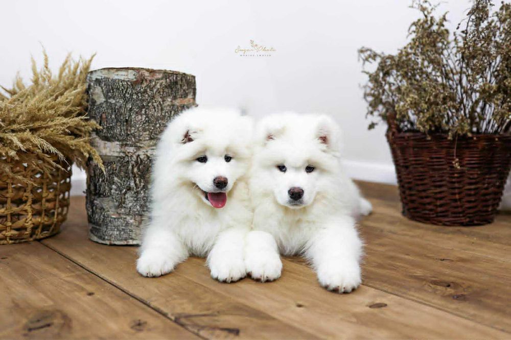 Samoyed piesek