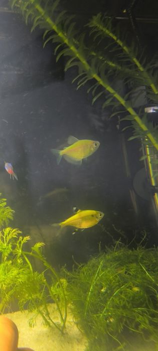 Tetra i molinezje