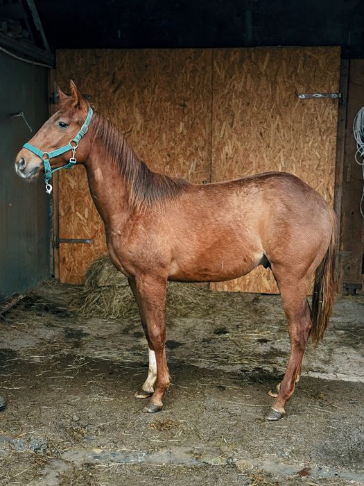 Roczniak, ogierek, AQHA