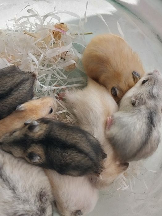 Хом'ячки домашні