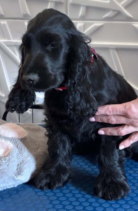 Cocker spaniel angielski Moris z  genem czekoladowym!
