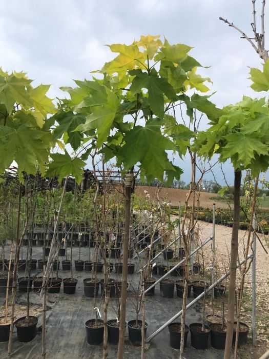 Klon Odessanum 180-200 cm Cena 150 zł