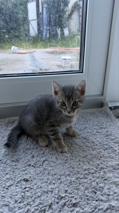 Віддаємо у добрі руки кошеня