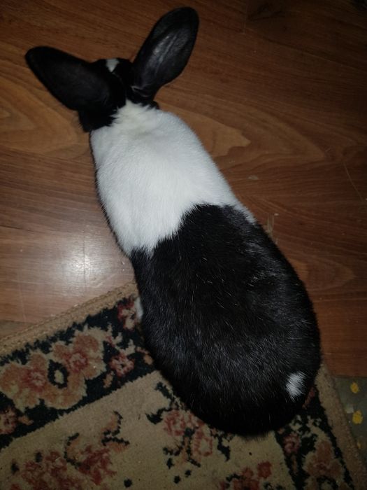 Ogłoszenie prywatne