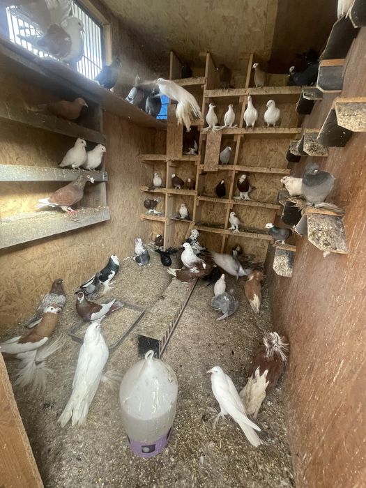 Likwidacja gołebnika