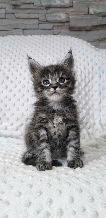 Елітна кошечка Мейн Кун — ніжність