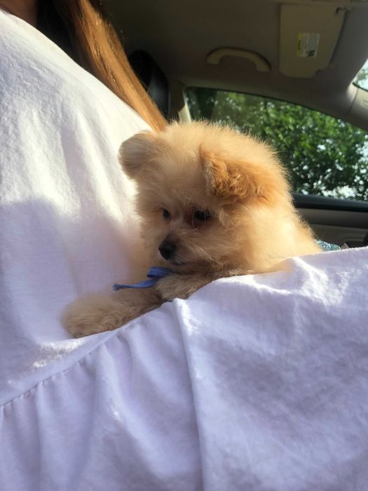 Помапу  краса з характером