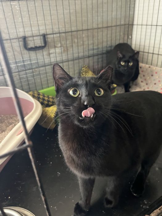 Princesa- A gatinha do rabo cortado!