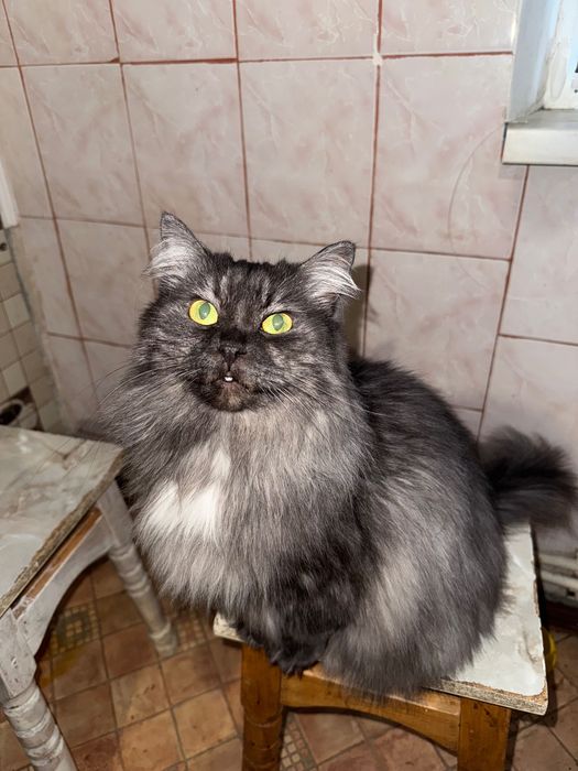 Шукаю добрих господарів для своєї киці