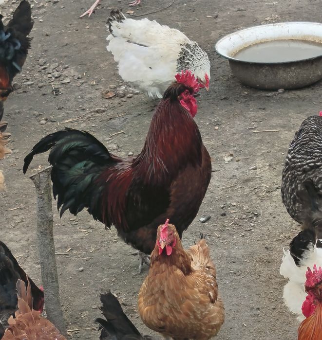 Sprzedam koguty do dalszego rozpłodu