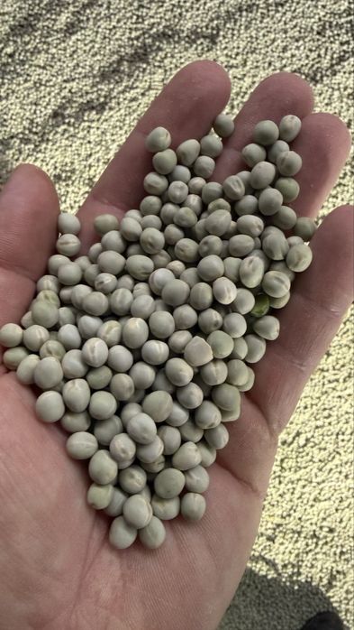 Семена Зелений горох Зекон