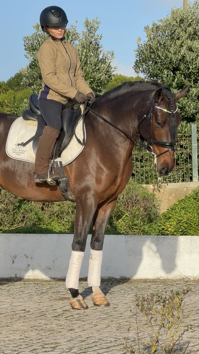 Lusitano Puro Filho Campeão Europeu Equitação de trabalho