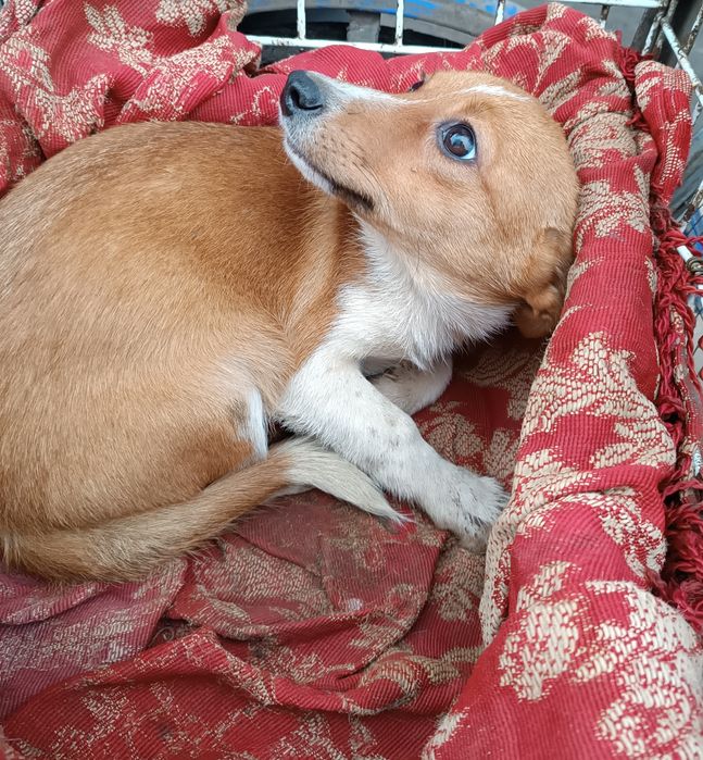 Дві собачки-лисички в добрі руки