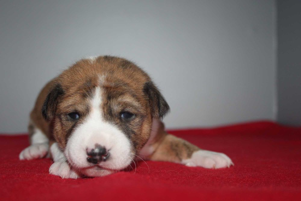 Цуценята басенджі для тебе.