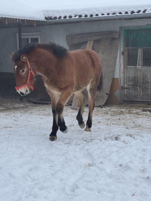 Продається лошадко