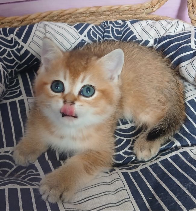 Котики золотої шиншили