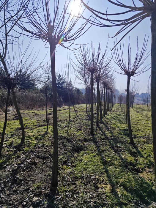 Sadzonki, drzewa Klon jawor6-25cm,lipa,grab,buk,jesion, brzoza,Sosna