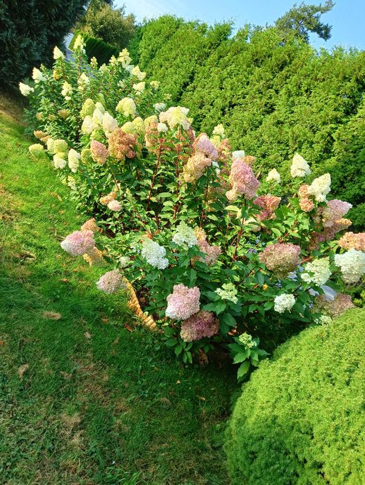 Usługi ogrodnicze i porządkowe