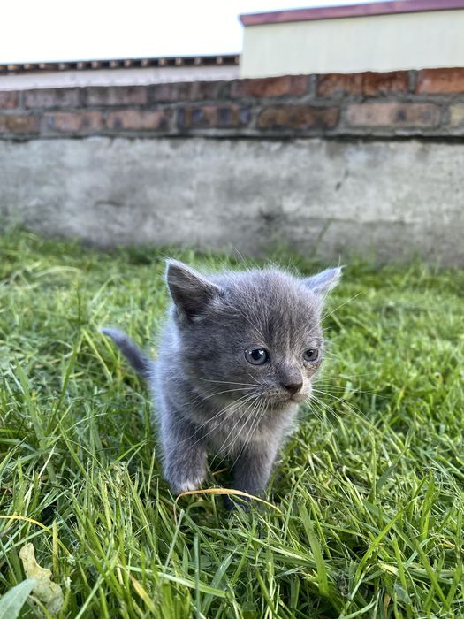 Продам котика.