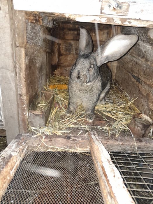 Продам самця фландер.