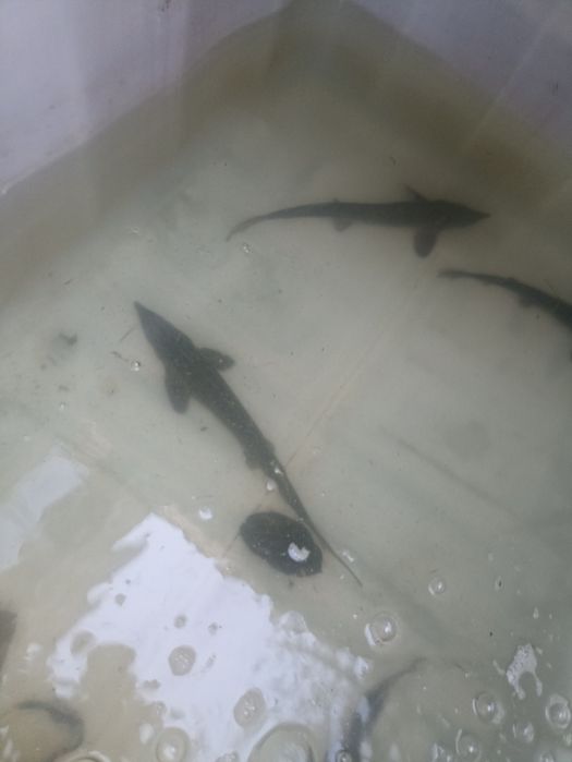 Sandacz Jesiotr Karp i wiele innych