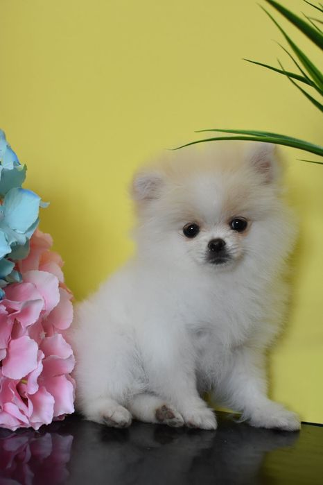 Міні дівчинка шпіцуля