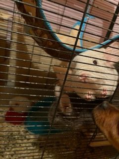 Oddam Samiec szynszyl