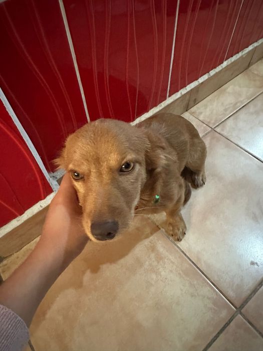 Cão para ser doado para alegrar a sua familia