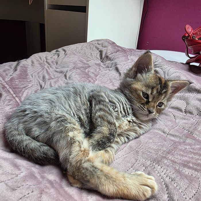 Maine Coon Kotka Na Kolanka