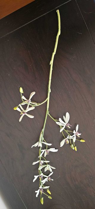 Haste de flor de orquidea