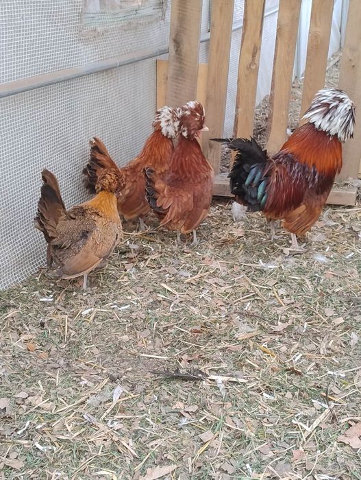 Jaja lęgowe silka ayam cemani blałoczub