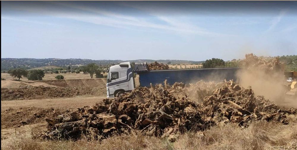 Lenha de Oliveira e Repas (Sapatas) de Oliveira – Grandes Quantidades | Alentejo