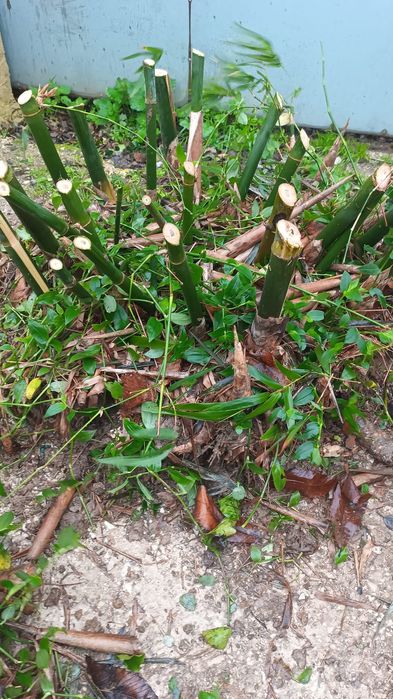 Mudas de Bambu gigante