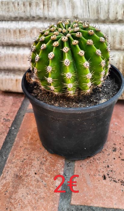 Catos Bola (género Echinopsis)