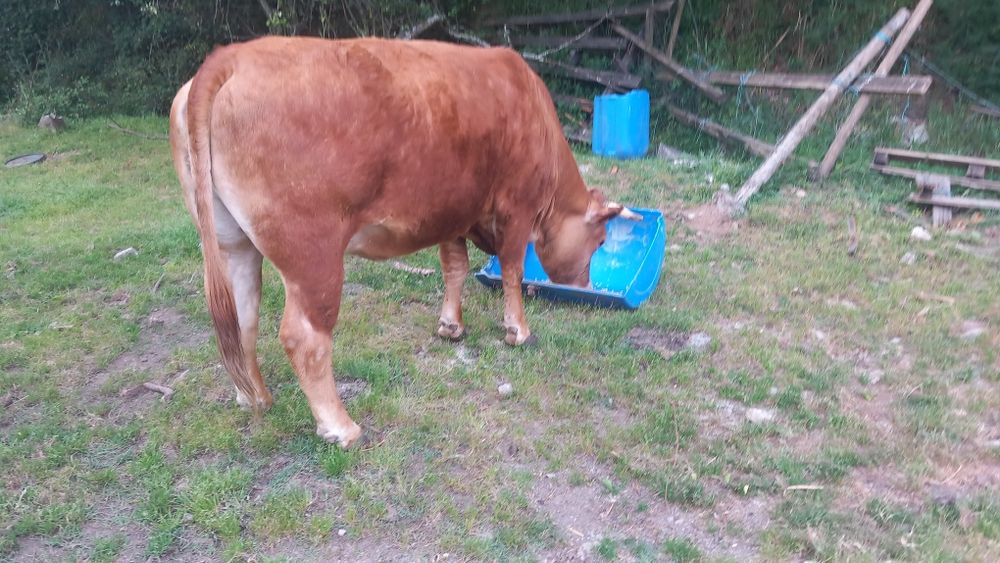 Vaca Pura Minhota