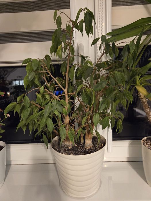 Roślina Fikus Benjamin