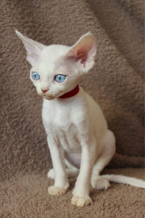 Кошенята девон-рекс