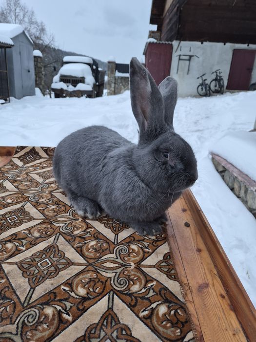 Кролики бельгійські велетні  - голубі