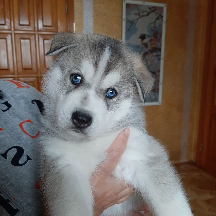 Щенки хаски