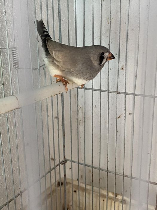 Mandarins de exposição 2026