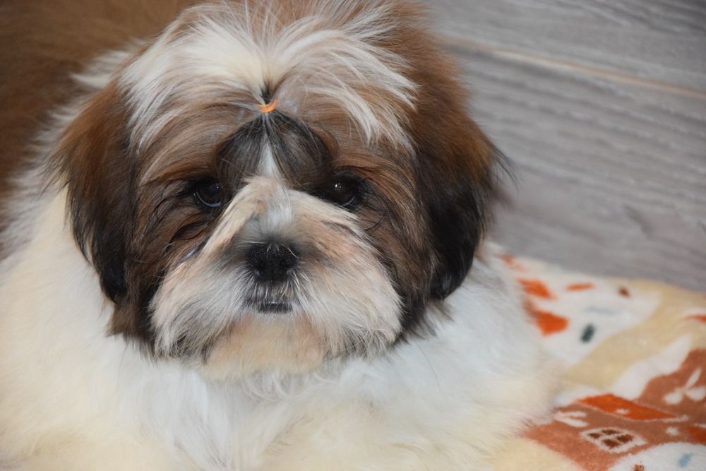 Urocza puszysta kulka Shih Tzu Egon gotowy do kochającego domu