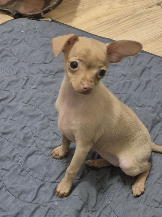 Дівчинка той-терьера