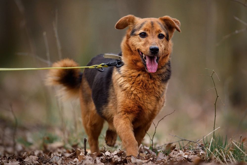 Ozi, maly spokojny piesek do adopcji