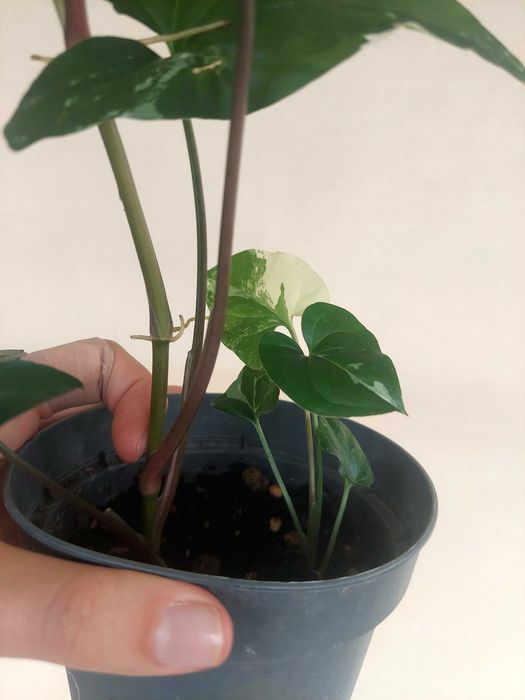 Planta Syngonium albo variegatum