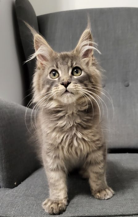 Maine Coon niebieski kocurek hodowla FPL