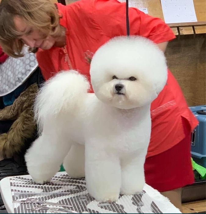 Вʼязка /парування БІШОН ФРІЗЕ КСУ, Луцьк-Рівне-Хмельницький-Львів