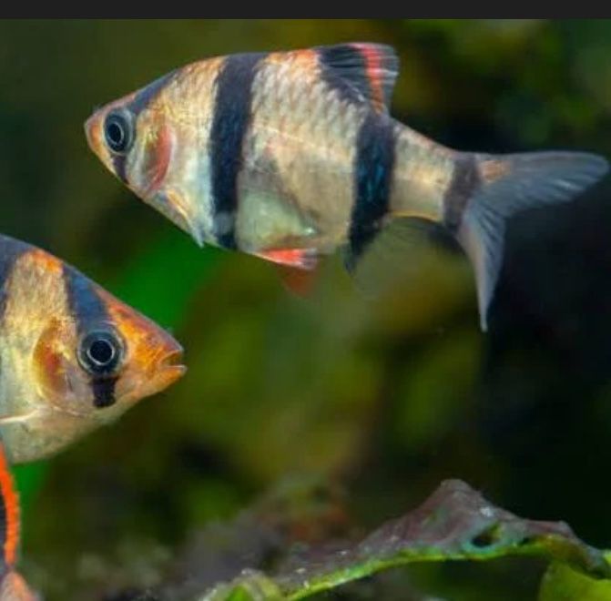 Barbo Tigre peixe bastante ativo