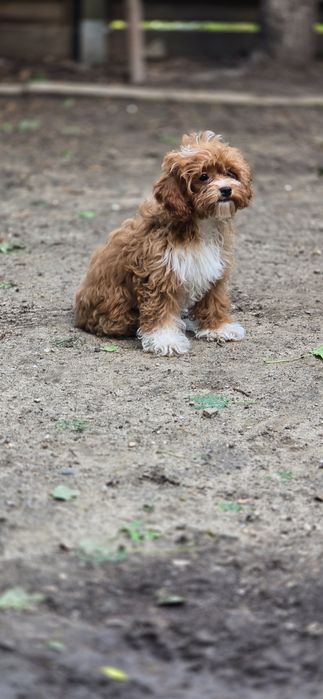 Cavapoo/ piękna dziewczynka