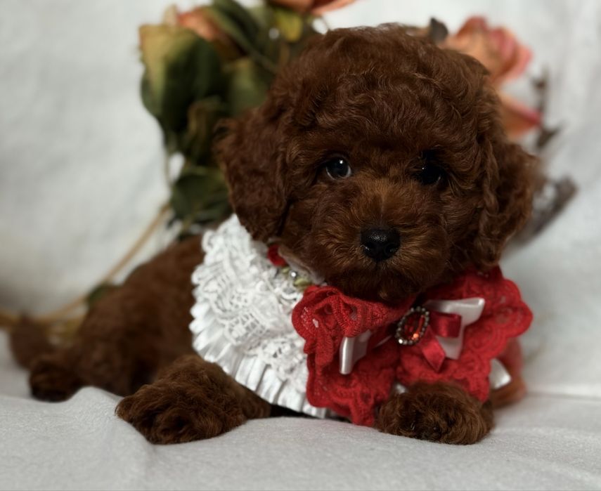Той пудель хлопчик Red Brown