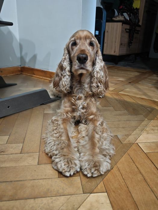 Cocker spaniel - adopcja